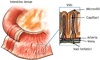 Villi intestinali